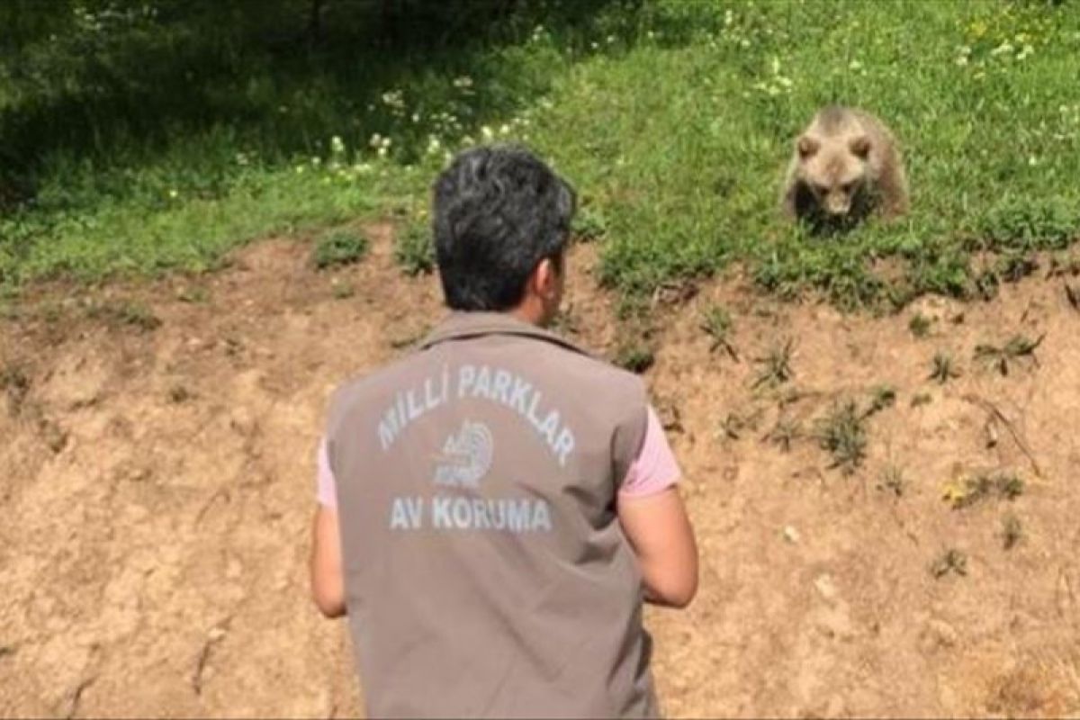 Anak beruang yang nyasar bersatu kembali dengan induknya di Turki