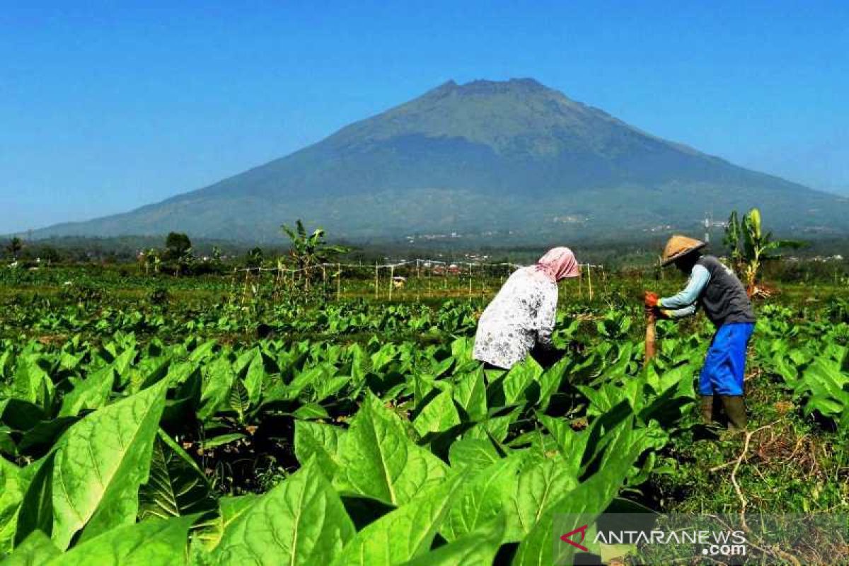 Petani bakal senang, kualitas tembakau 2019 diperkirakan lebih baik