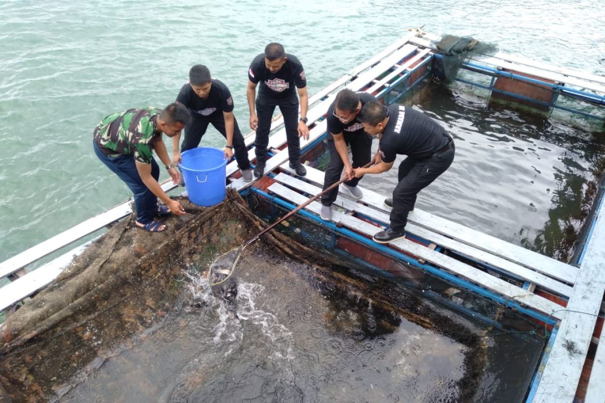 TNI AL budidaya kakap putih di Sorong