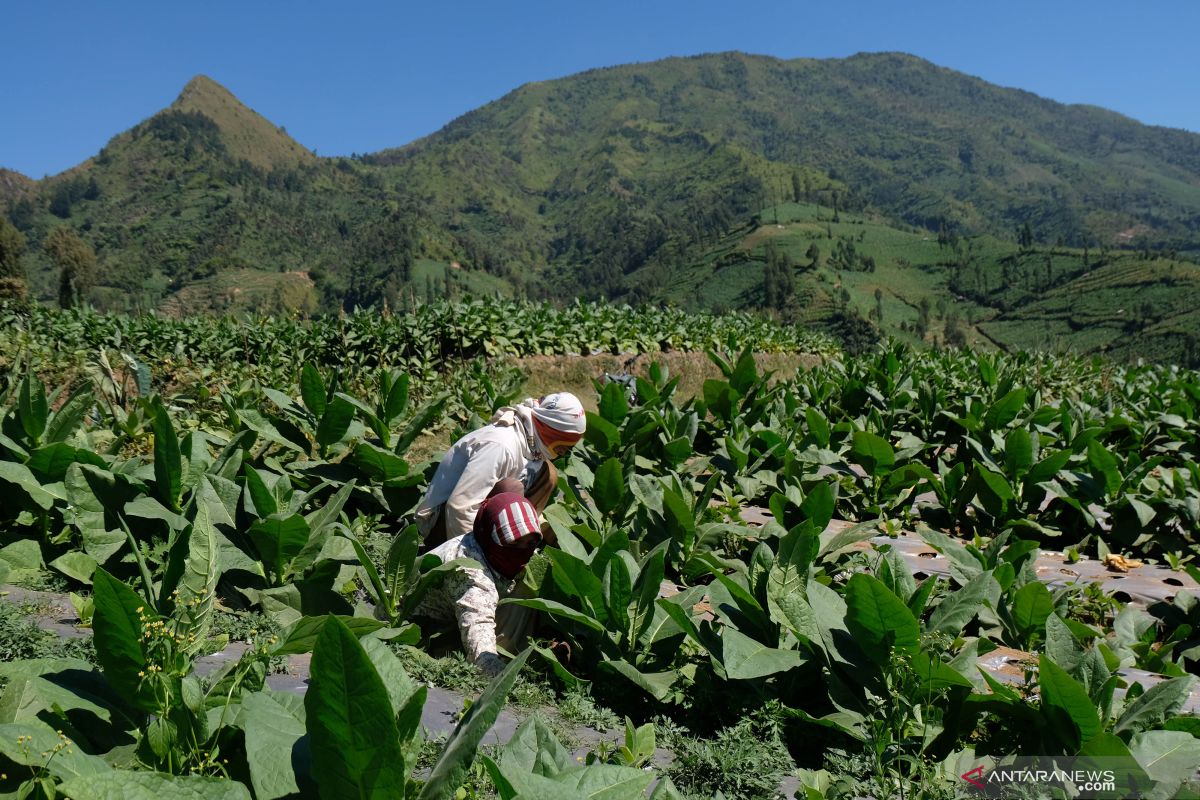 Lahan tembakau di Temanggung turun 2.000 hektare, ini penyebabnya