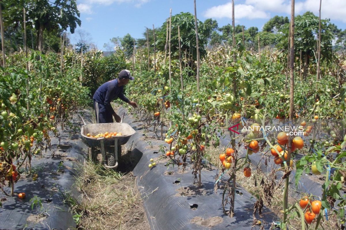 Harga aneka sayuran di Rejang Lebong mengalami kenaikan