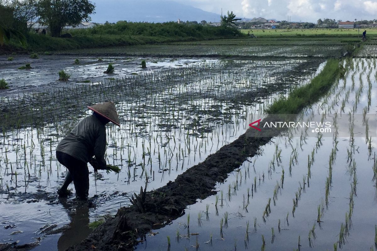 Produksi tanaman pangan Kabupaten Malang belum terganggu musim kemarau