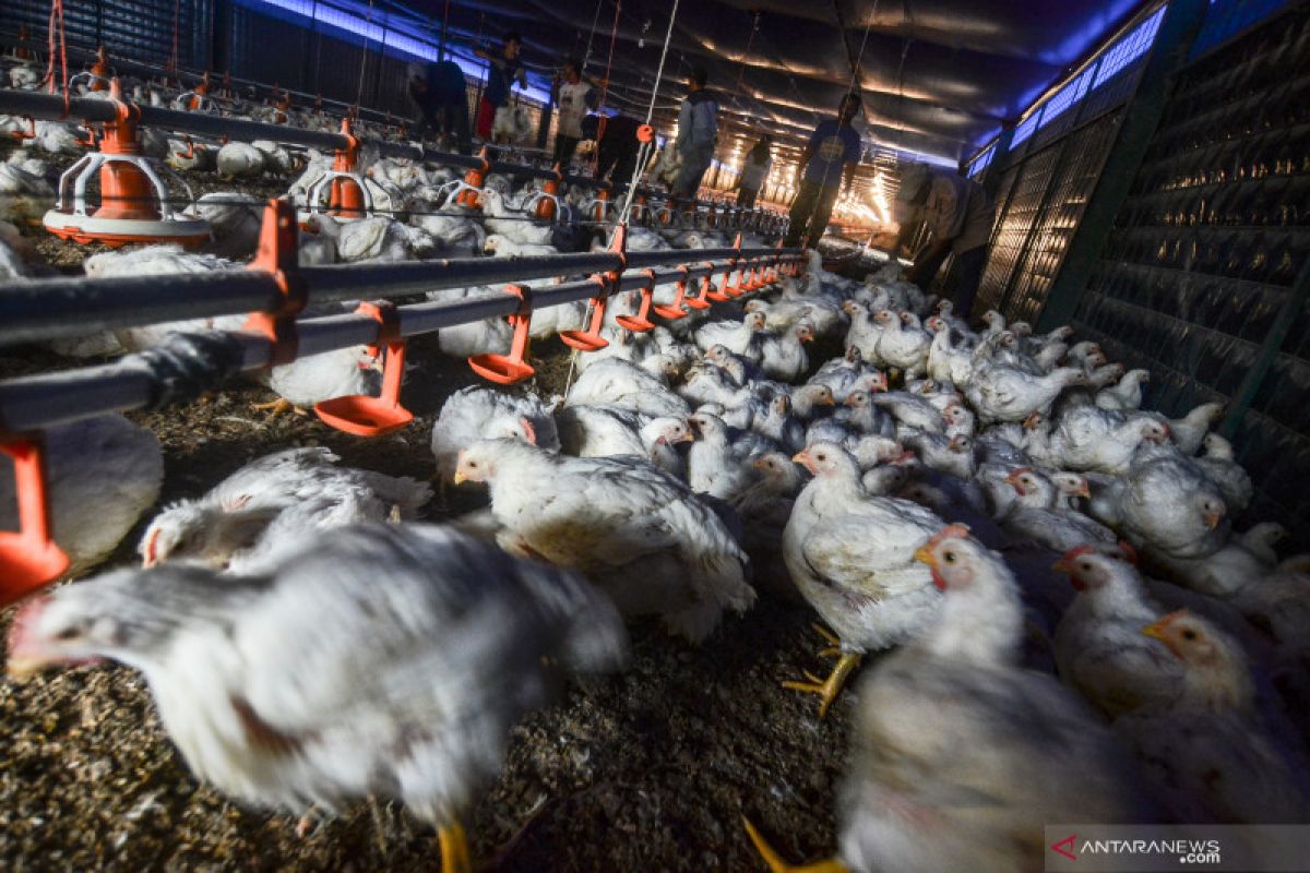 Kementerian Perdagangan serap ayam peternak untuk naikkan harga