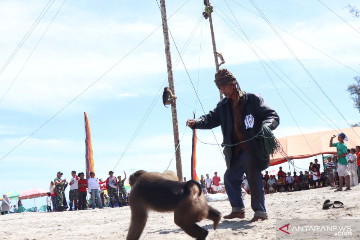 Adu tangkas beruk petik kelapa warnai Festival Pesona Gandoriah