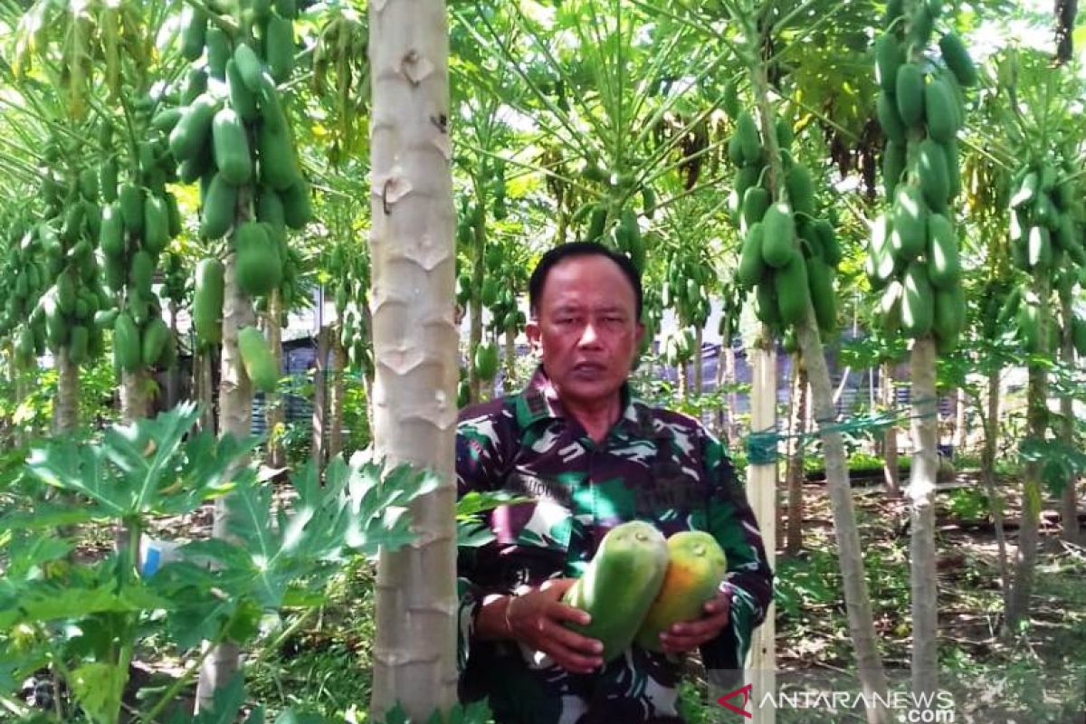 Danramil di Aceh Jaya kembangkan tanaman pepaya madu