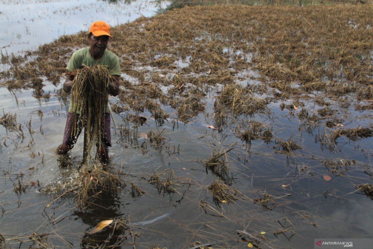 15 hektar sawah rusak disapu banjir besar di Labuhanbatu Utara