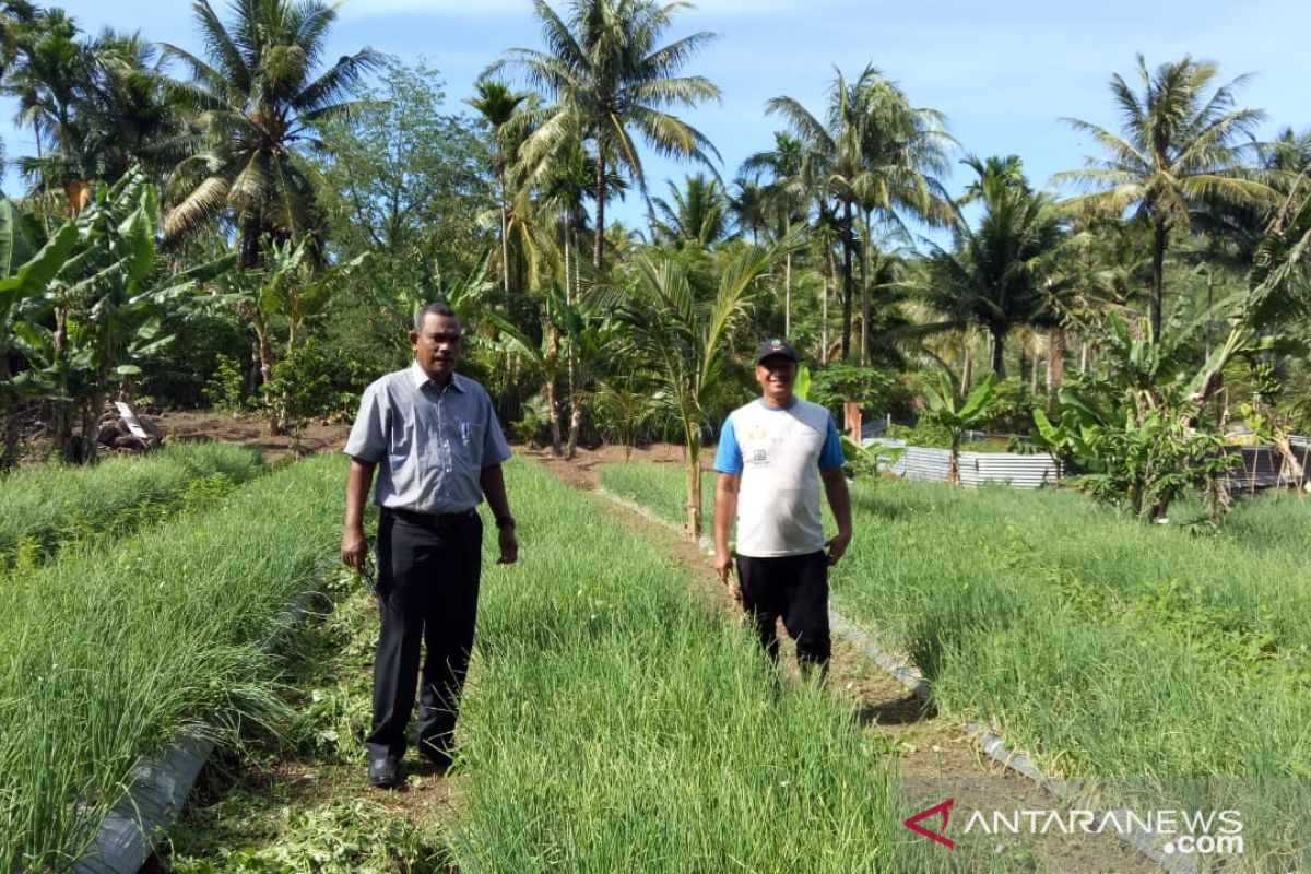 Pemkot Sabang meremajakan 50 hektare kebun cengkih