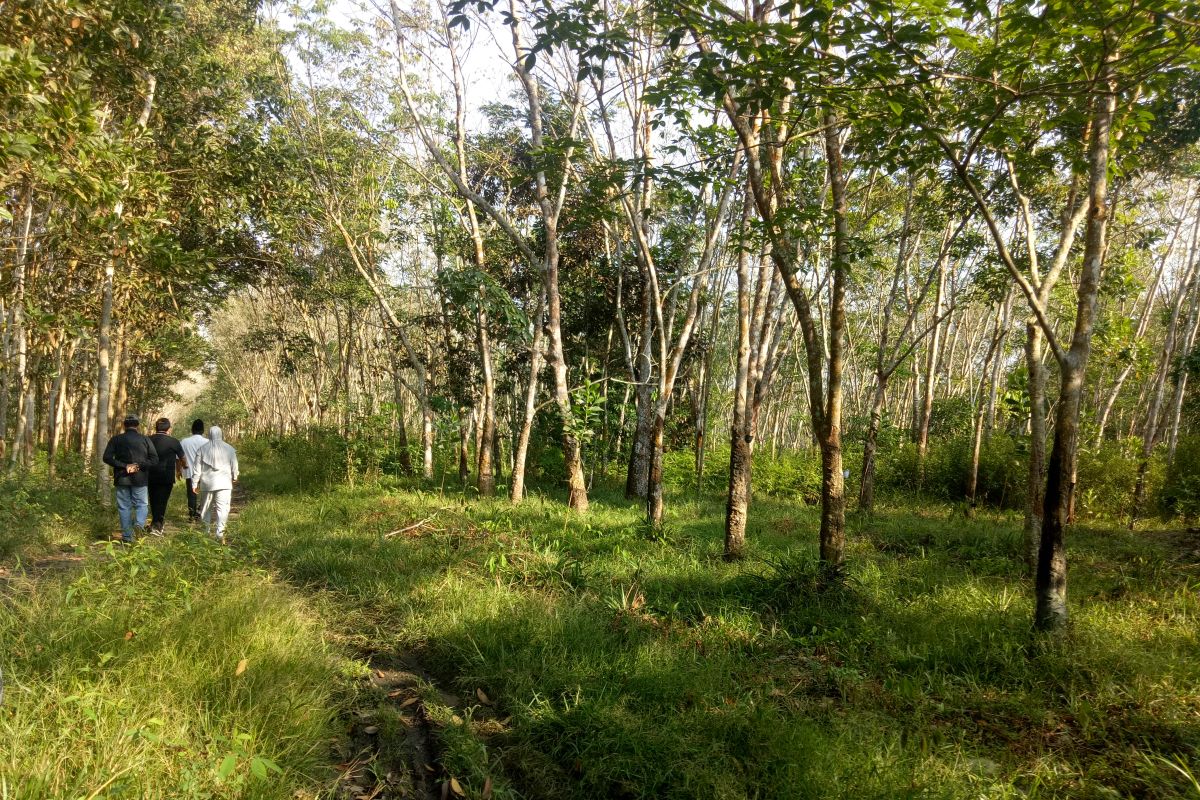 Potret pengelolaan hutan tanaman rakyat Lubuk Seberuk