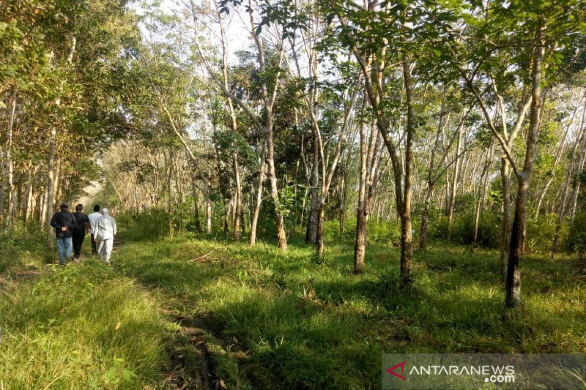 Potret pengelolaan hutan tanaman rakyat di Lubuk Seberuk