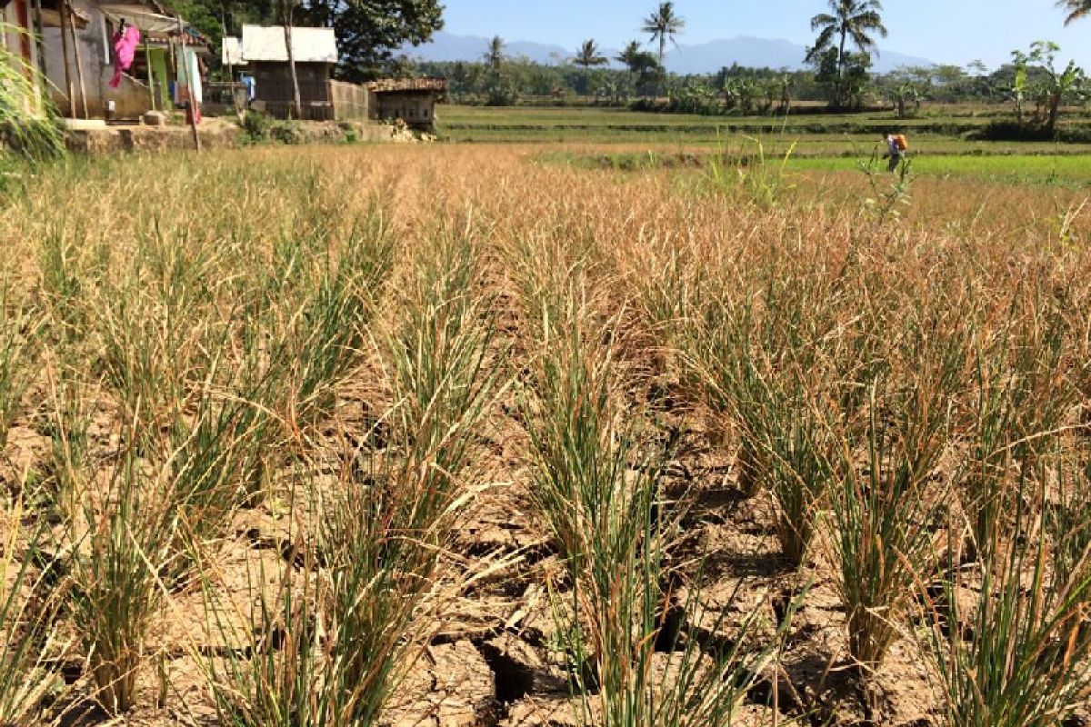 Puluhan hektare sawah di Tasikmalaya terancam gagal panen