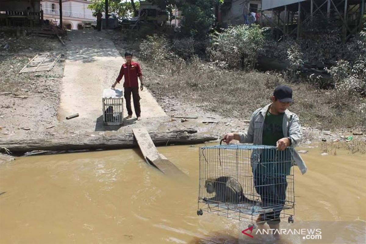 BKSDA Kalteng lepasliarkan satu keluarga kera ekor panjang