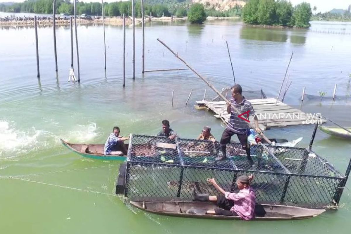 BKSDA kandangkan buaya tangkapan asal Aceh Jaya