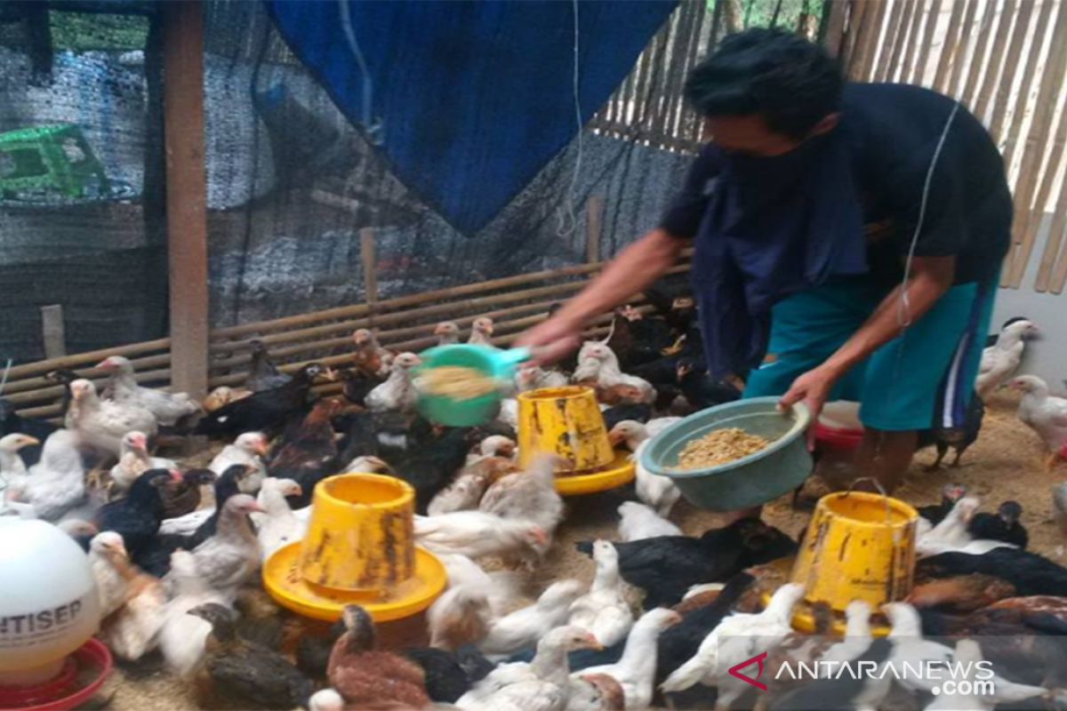 Kementerian Pertanian dorong pengembangan ternak ayam di Bangkalan