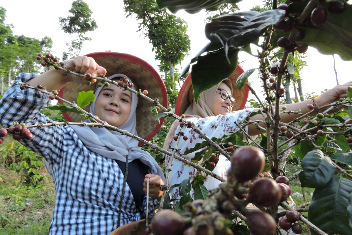 Berwisata sambil belajar memetik kopi di Plaza Rengganis Situbondo (Video)