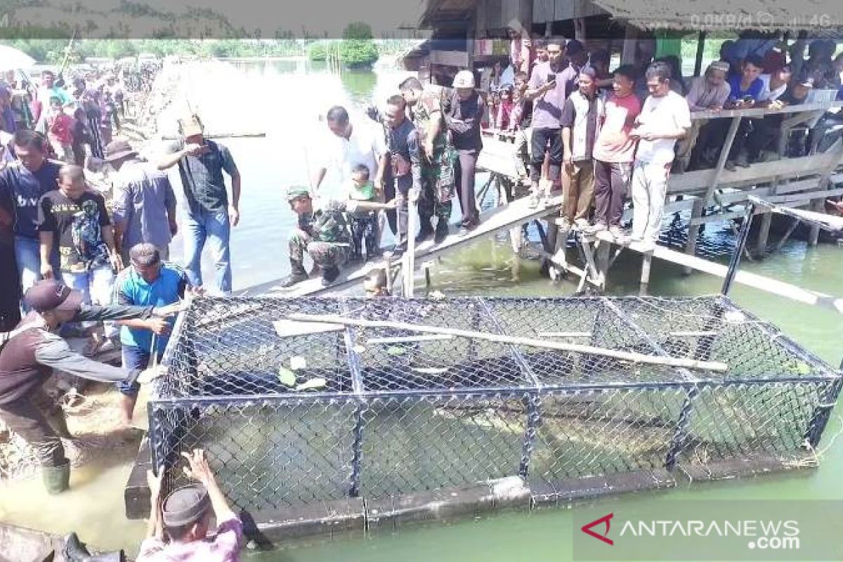 Man-eating crocodile in Aceh caught