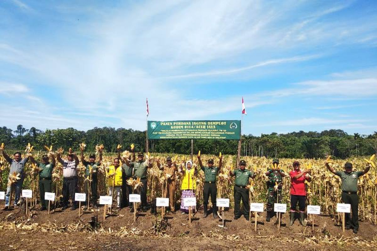 Jagung demplot Kodim Aceh Jaya mulai panen