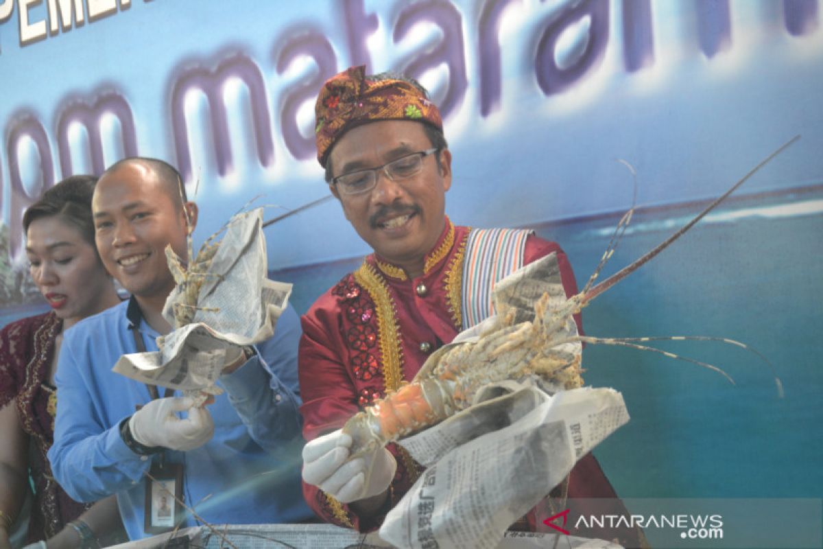 BKIPM Mataram menyelamatkan sumber daya lobster Rp17,9 miliar