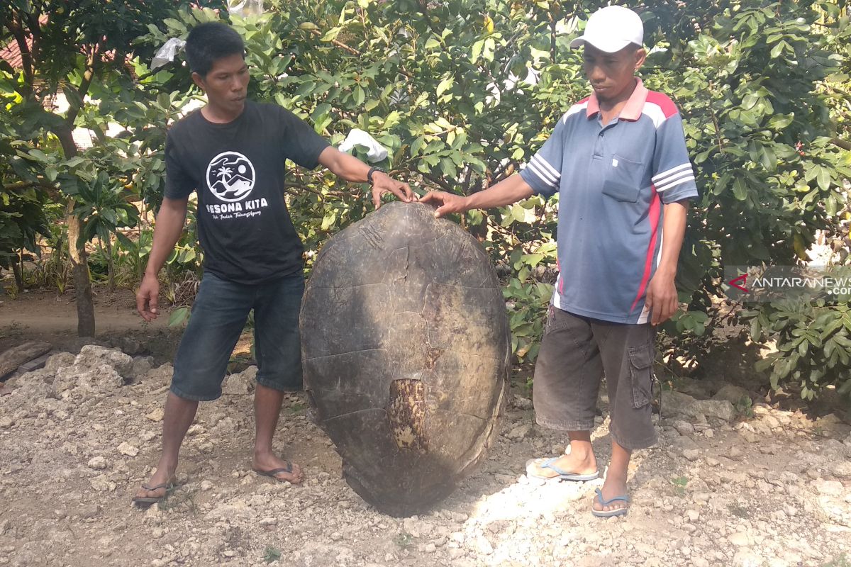 Kelompok warga secara swadaya jaga populasi penyu di pesisir Tulungagung