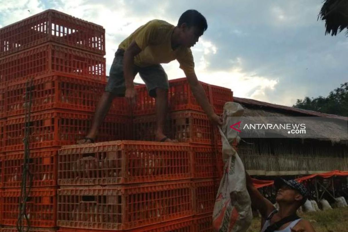 Harga ayam potong di Rejang Lebong beranjak naik Rp16.000/kg