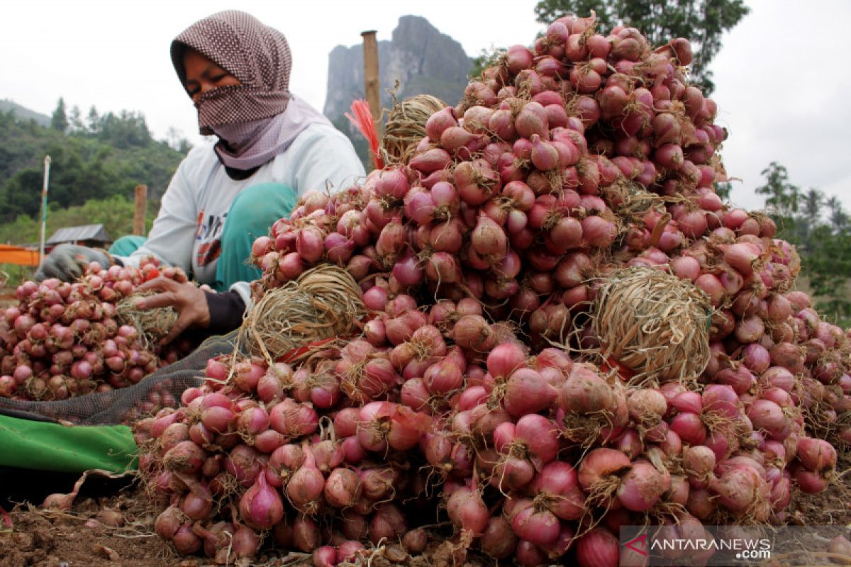 Bulog NTT beli 3,8 ton bawang merah dari petani