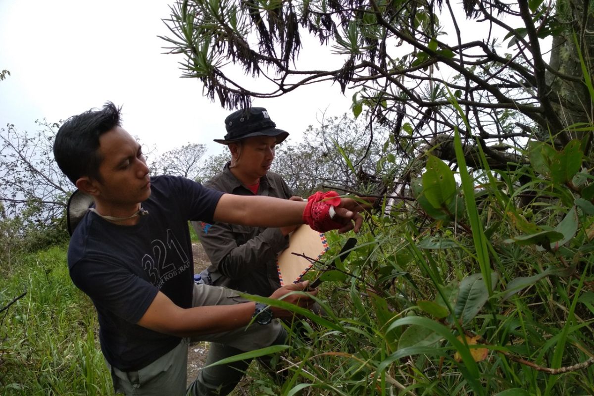 Eksplorasi IPB-KSDAE temukan mikroba bermanfaat untuk pertanian