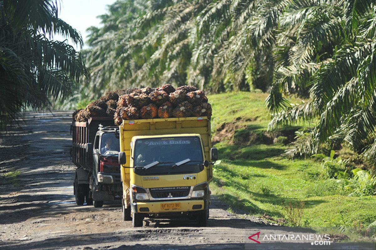 Aceh Barat remajakan 1.300 hektare kebun kelapa sawit