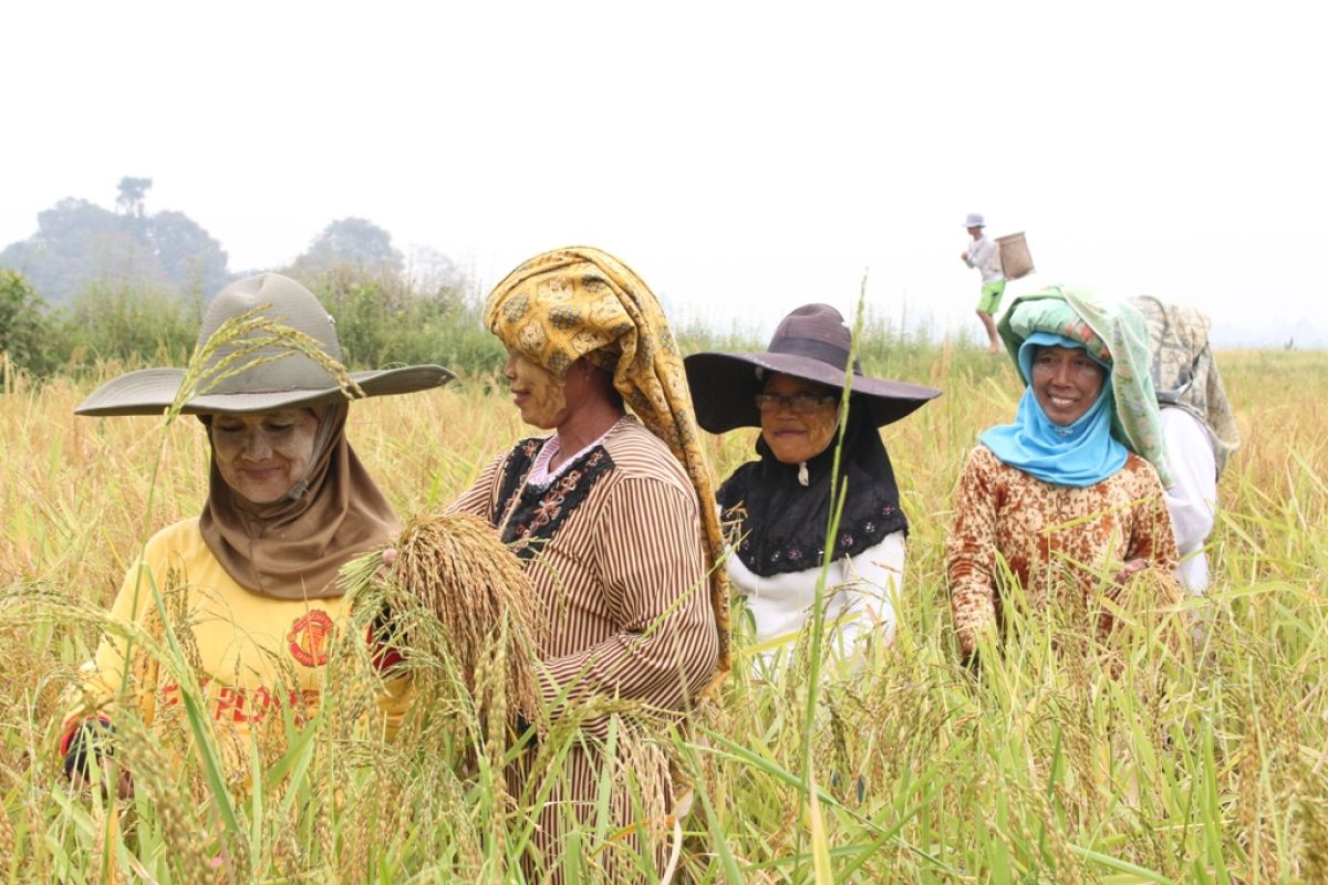 Keong mas mengganggu tanaman padi di tiga kecamatan Batanghari