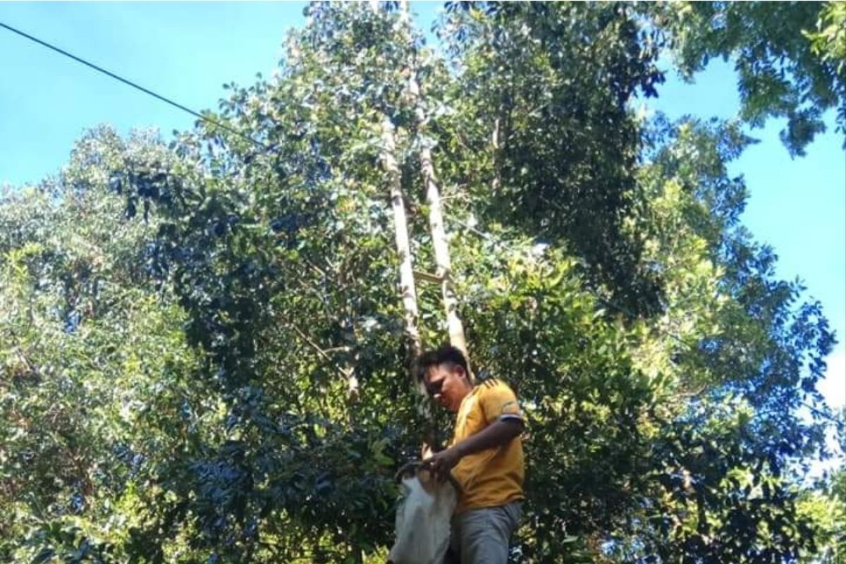 Petani Manado menilai baru untung saat harga cengkih Rp100.000/kg