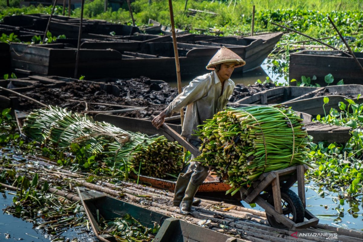 Peneliti : Eceng gondok bila dikelola dengan baik miliki potensi ekonomi