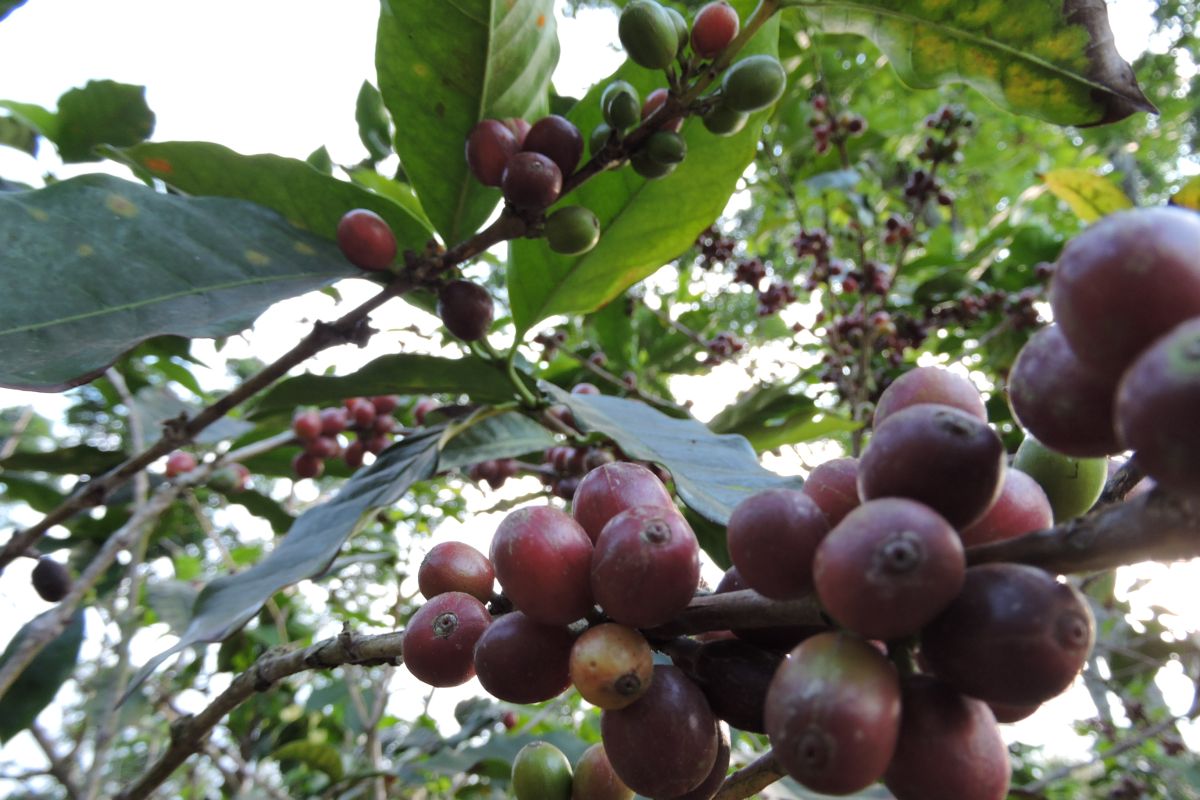 Pemkab Situbondo kembangkan perkebunan kopi lereng Gunung Argopuro