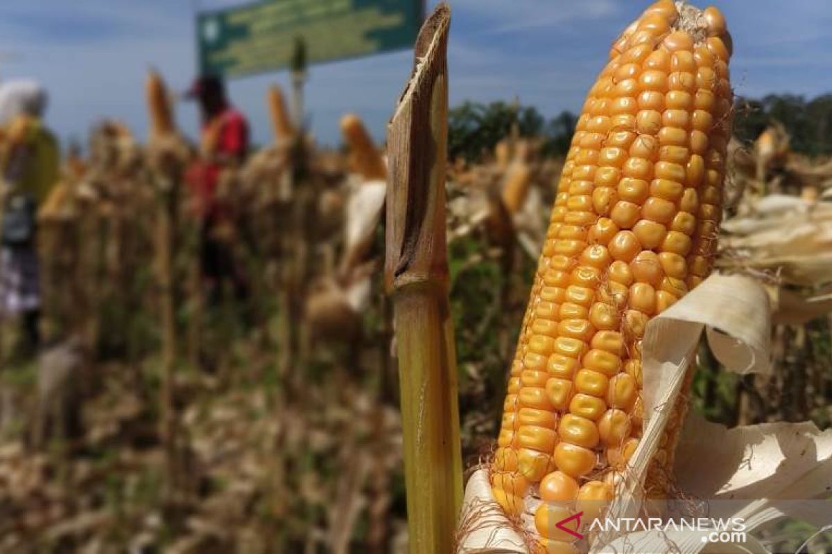 Desa Mata Ie raih omset ratusan juta rupiah dengan bertani jagung