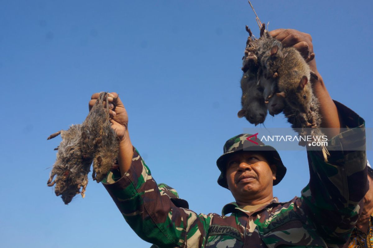 Petani dan TNI di Tulungagung gelar "gropyokan" basmi hama tikus