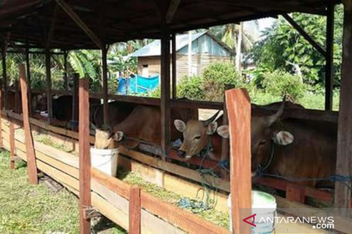 Populasi sapi Penajam bertambah 1.000 ekor