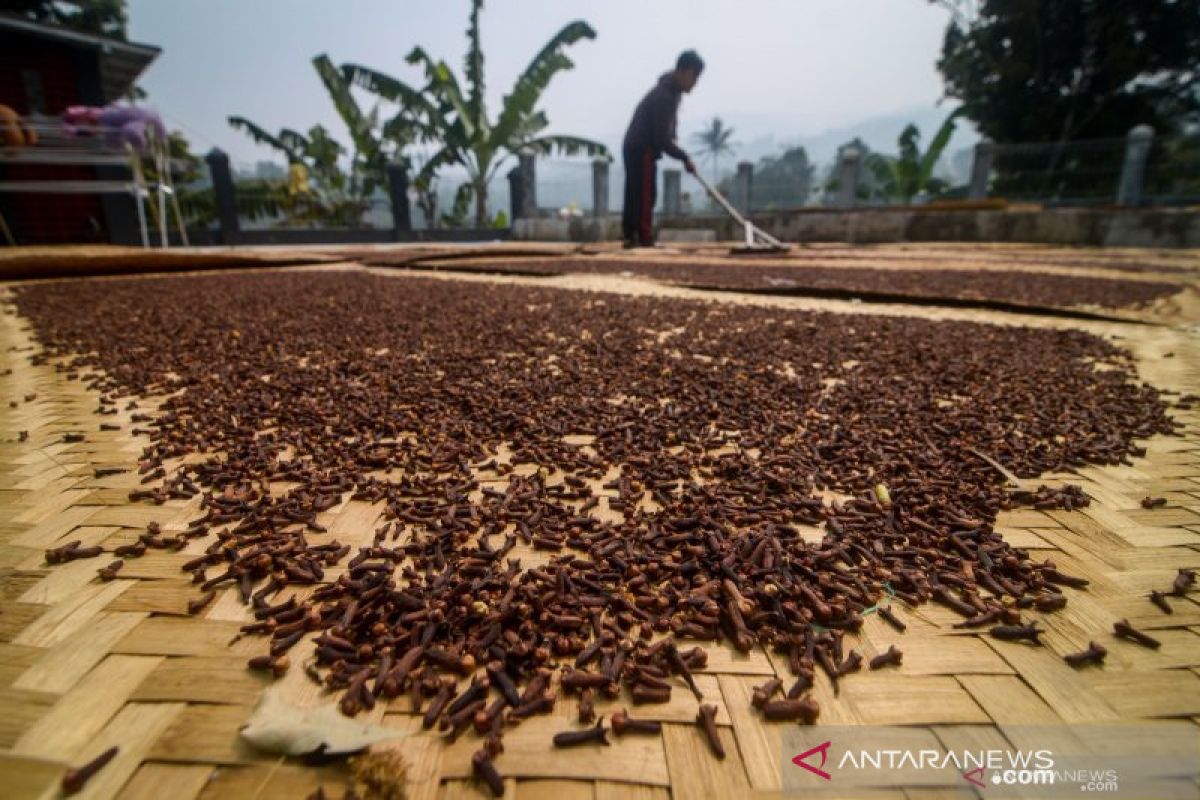 Petani cengkih kesulitan dapatkan buruh petik