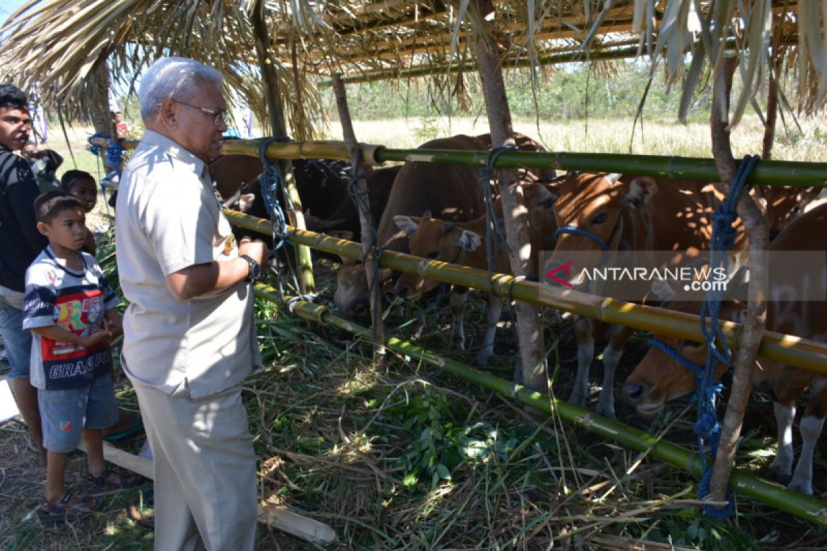 Untuk memenuhi kebutuhan daging nasional, Kota Kupang pasok 300 ekor sapi potong