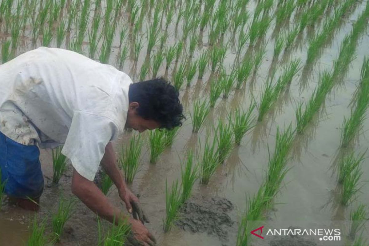 Petani Purwakarta diimbau maksimalkan sumber air