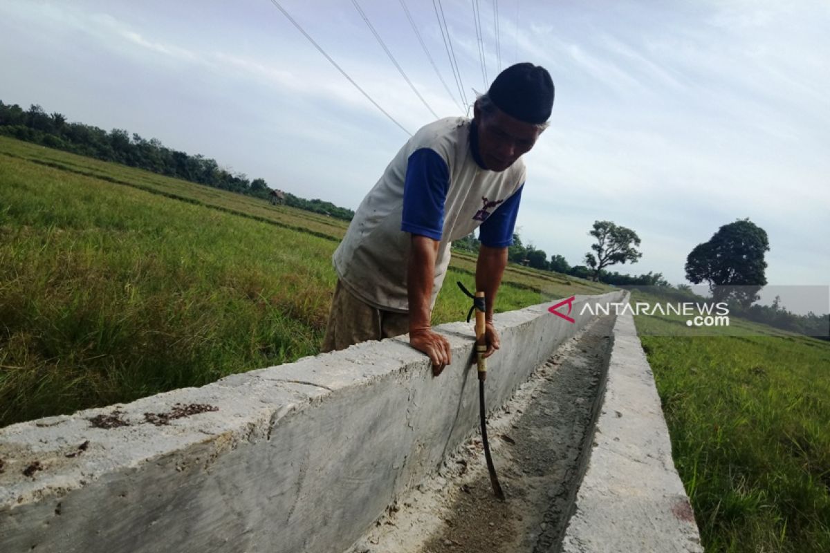 Puluhan hektare sawah di Aceh Barat alami  kekeringan