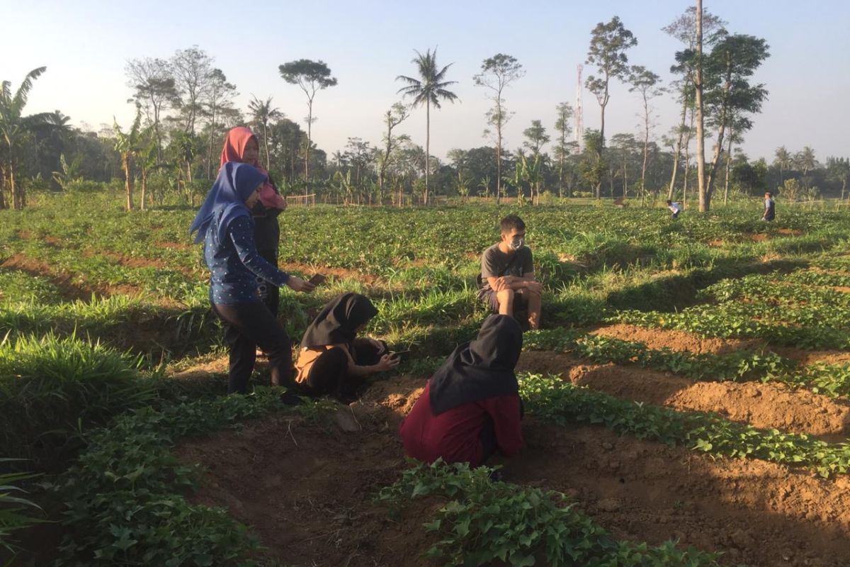 IPB diseminasikan mikroba dari gunung untuk pertanian