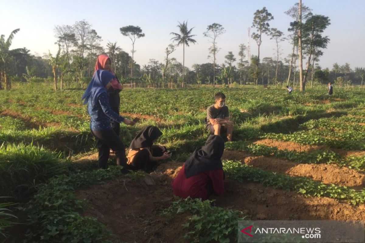 IPB diseminasikan mikroba dari Gunung Ciremai untuk pertanian