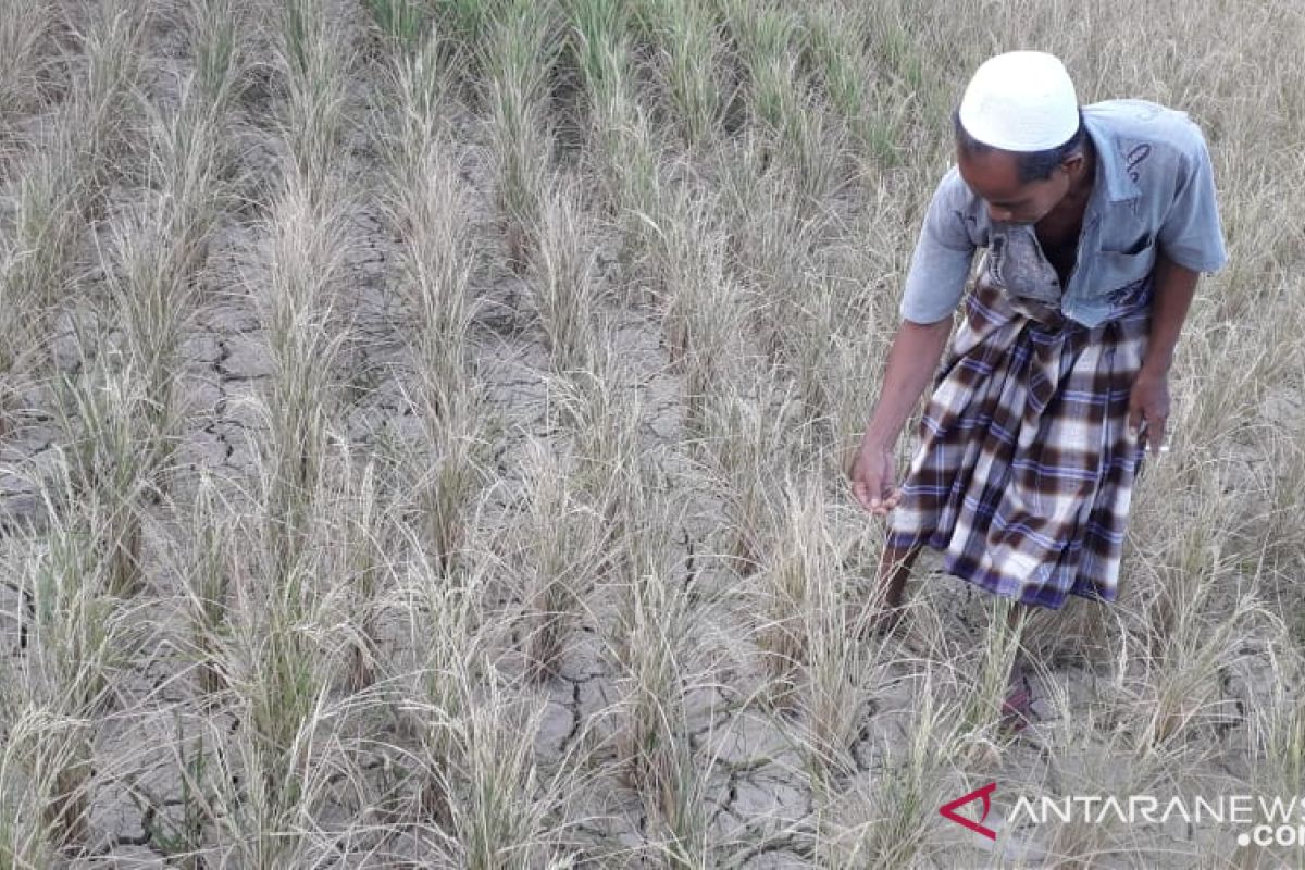 Beberapa kecamatan di Sukabumi mengalami kekeringan