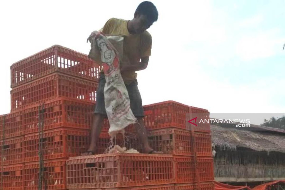 Peternak ayam potong mulai bergairah seiring peningkatan harga