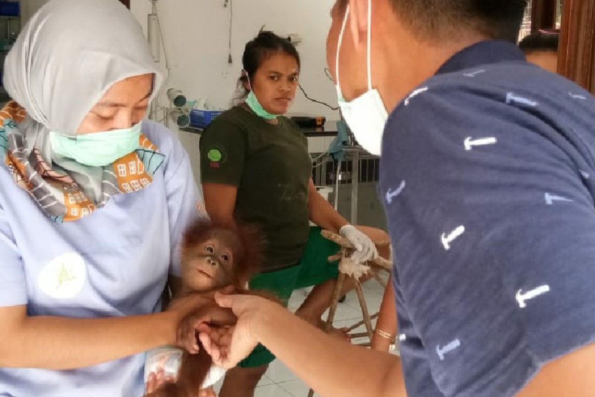 BBKSDA: Orangutan di pusat rehabilitasi butuh penyesuaian