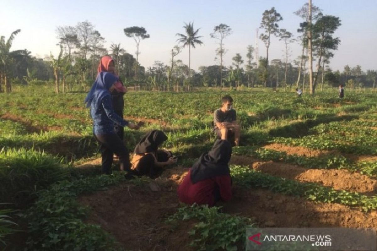 IPB diseminasikan mikroba baik dari Gunung Ciremai untuk pertanian