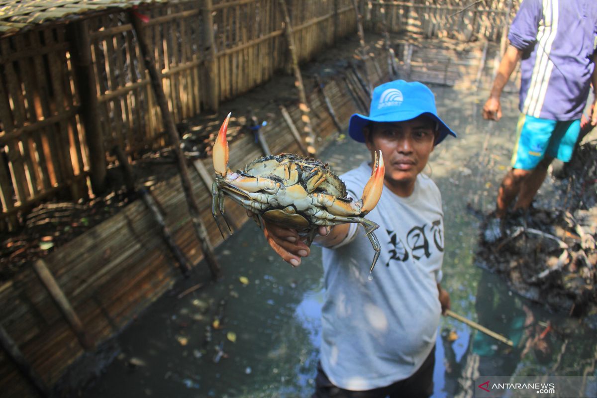 Legislator nilai pengembangan budidaya kepiting di Seruyan belum maksimal