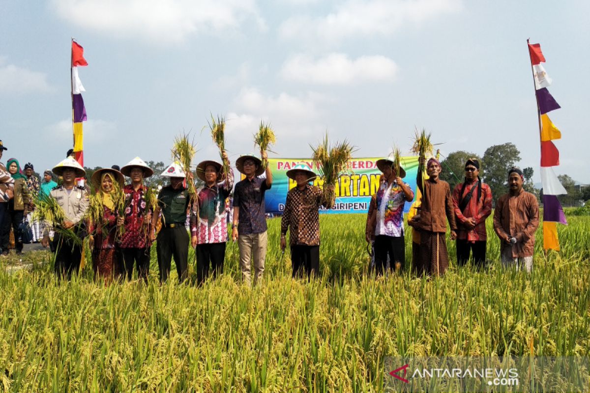 Seluas 10.500 hektare lahan padi di Kulon Progo mulai panen