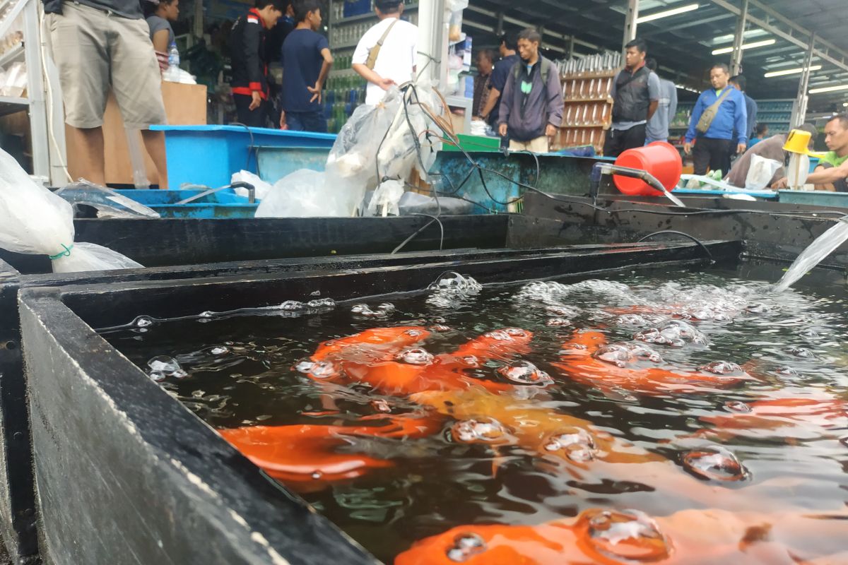 Pedagang ikan hias Jatinegara senang direlokasi