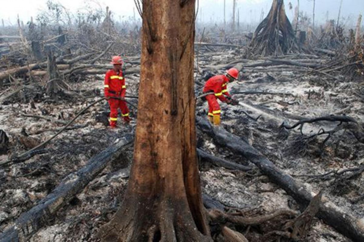 Kesadaran masyarakat Batanghari membuka lahan tanpa membakar masih rendah