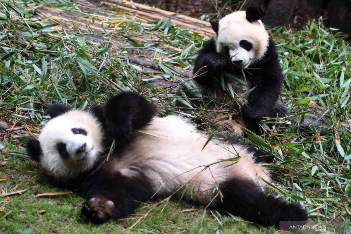 100 panda di Chengdu jadi duta beberapa negara