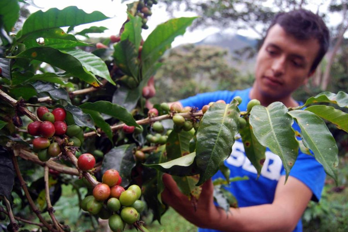 Cari alternatif di tengah krisis, petani kopi dunia bertemu di Brazil