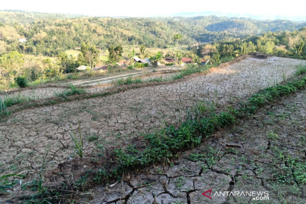 93 hektare tanaman padi di Bantul puso akibat kekeringan